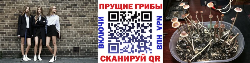 omg ONION  Ершов  Псилоцибиновые грибы MAGIC MUSHROOMS 